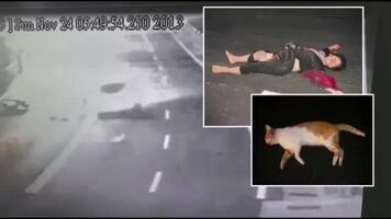 Cat kamikazes into a motorcyclist, then they both get run over
