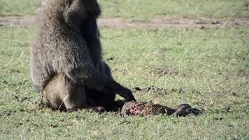 Mother gazelle interrupts a baboon's meal