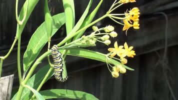 Wasp killing a Monarch Butterfly caterpillar