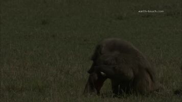 Baboon eating a live gazelle fawn